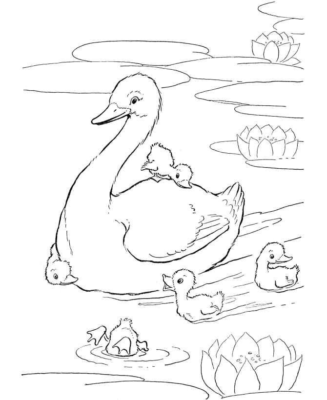 Download 7 Pets Animal : 7 Cute Duck Coloring Sheet For Free