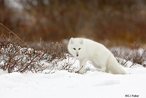 Habitat Arctic and alpine