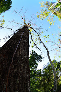 Roble Tree