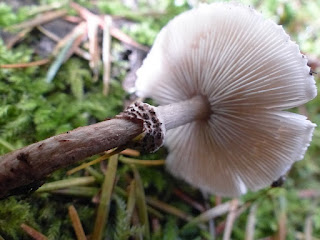 Lépiote féline - Lepiota felina