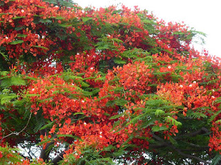 Delonix regia - Flamboyant