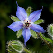 flor de borraja