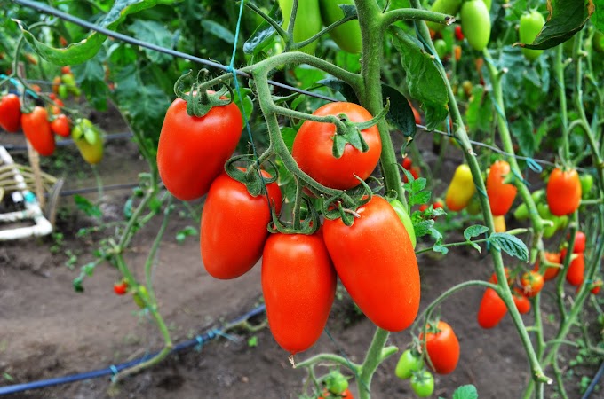 La Historia del Tomate San Marzano: ¿Por Qué es el Rey de los Tomates?