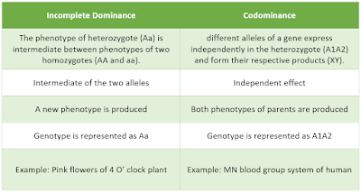 difference between incomplete dominance and codominance