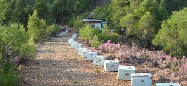 Μερικά μυστικά που κάνουν τη μελισσοκομία επικερδές επάγγελμα...