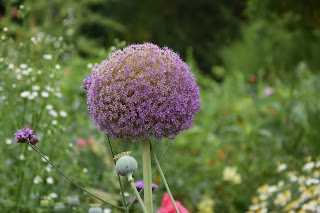 foto de allium giganteum ou cebola ornamental