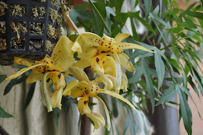 Stanhopea orchid plant care and culture