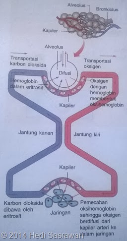 Mekanisme Pertukaran Oksigen dan Karbon Dioksida dalam Pernapasan