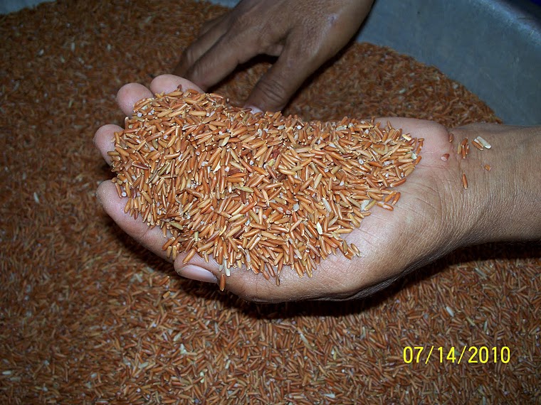 Sangyod GaBa Rice Drink
