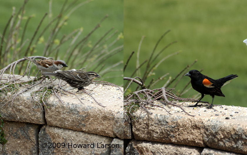 Redwing Blackbird--female (left foreground) male (right)