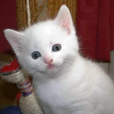 Turkish Van Kittens