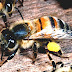 Africanized Bee - Killer Bees Florida