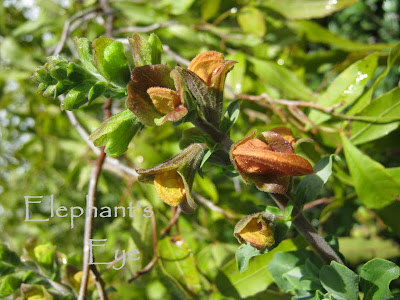 Beach salvia bud