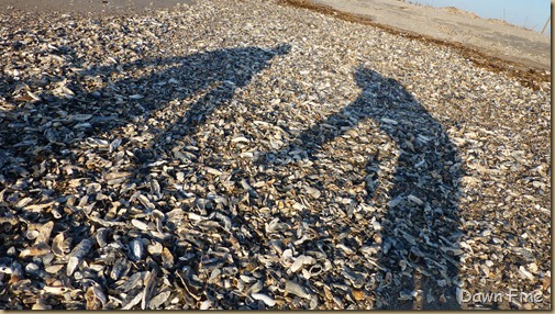 sunrise walk edisto_072