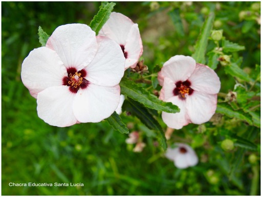 Flor de pavonia - Chacra Educativa Santa Lucía