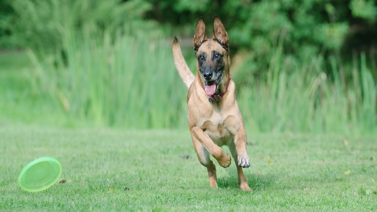 berger malinois