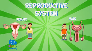 https://happylearning.tv/en/the-reproductive-system/