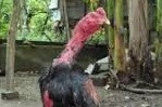 Cara mempercepat rontok bulu ayam aduan yang sedang mabung dan Cara Memperkuat Paruh Ayam Aduan Agar Lebih Kuat Dalam Menggigit Lawan Tarungnya