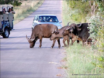 African Safari