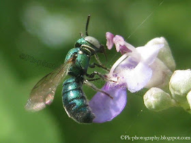 Cuckoo Wasp