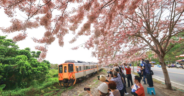 彰化二水源泉派出所粉紅花旗木盛開，和集集小火車同框美照好好拍