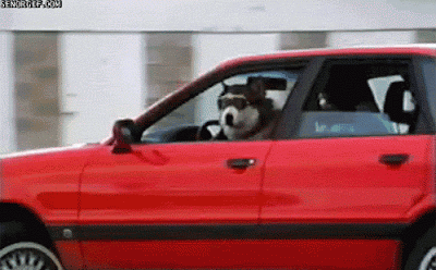 cão de óculos de sol a conduzir carro vermelho