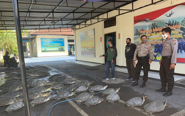 Police Arrest 7 Green Turtle Smugglers