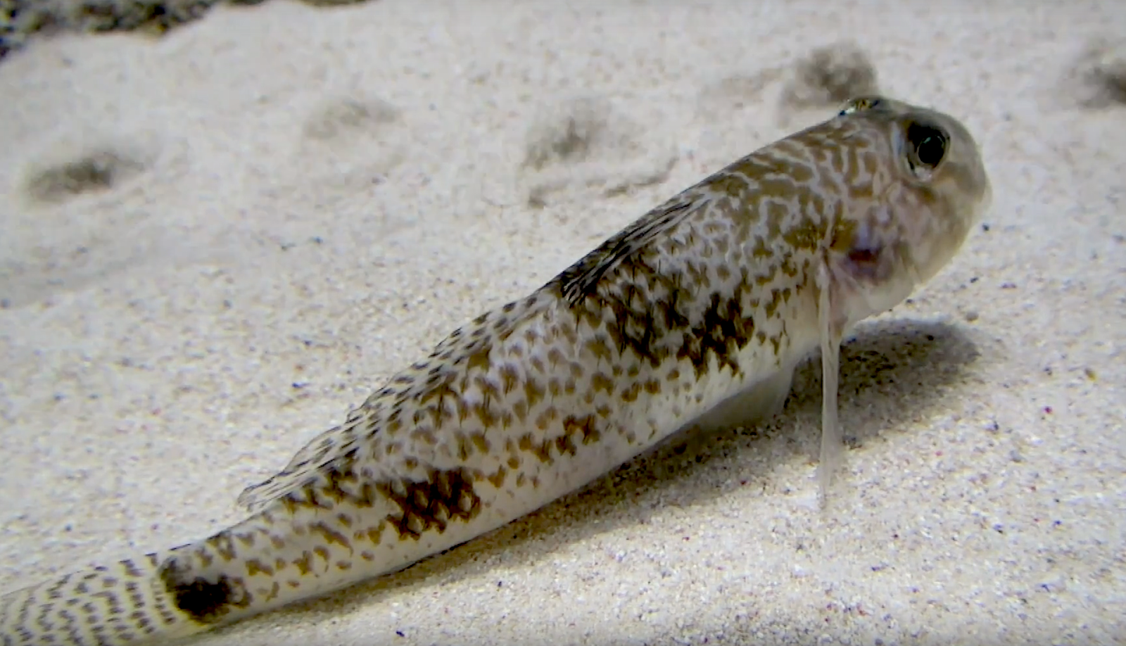 Aquarium Movies Japan Archive 生きている魚図鑑 ツムギハゼ Yellowfin Toxic Goby Yongeichthys Criniger