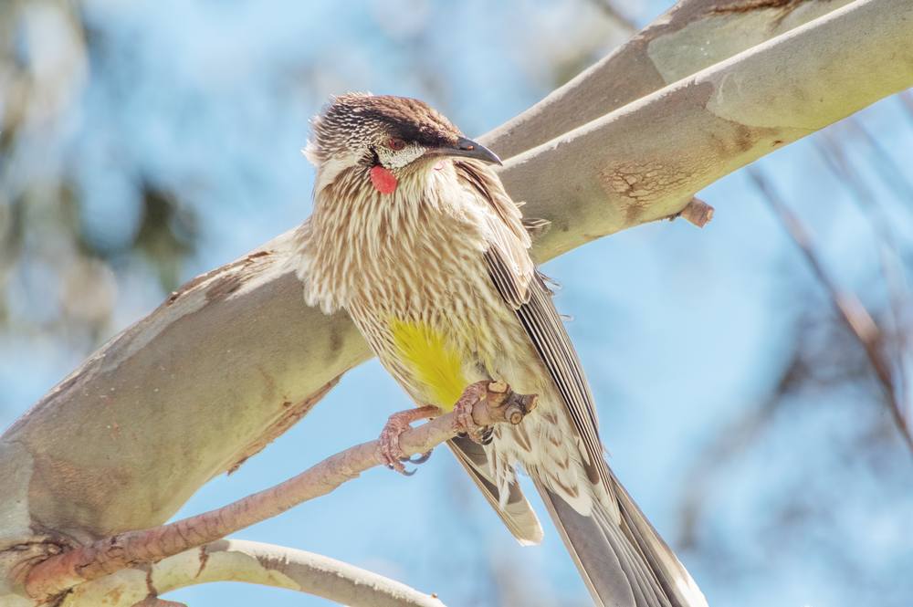 Cheetham Wetlands Point Cook