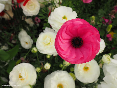 Pink Ranunculus by welaughindoors