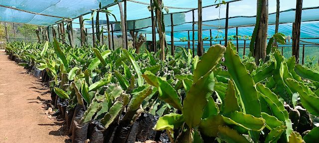 Dragon fruit seedlings for sale in Kenya