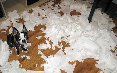 Toilet Paper Pranks