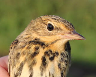 s getting to be a bit of a habit this ringing lark with our third session at Out Rawcliffe Four Of A Kind