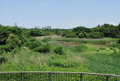 葛西臨海公園　野鳥の森