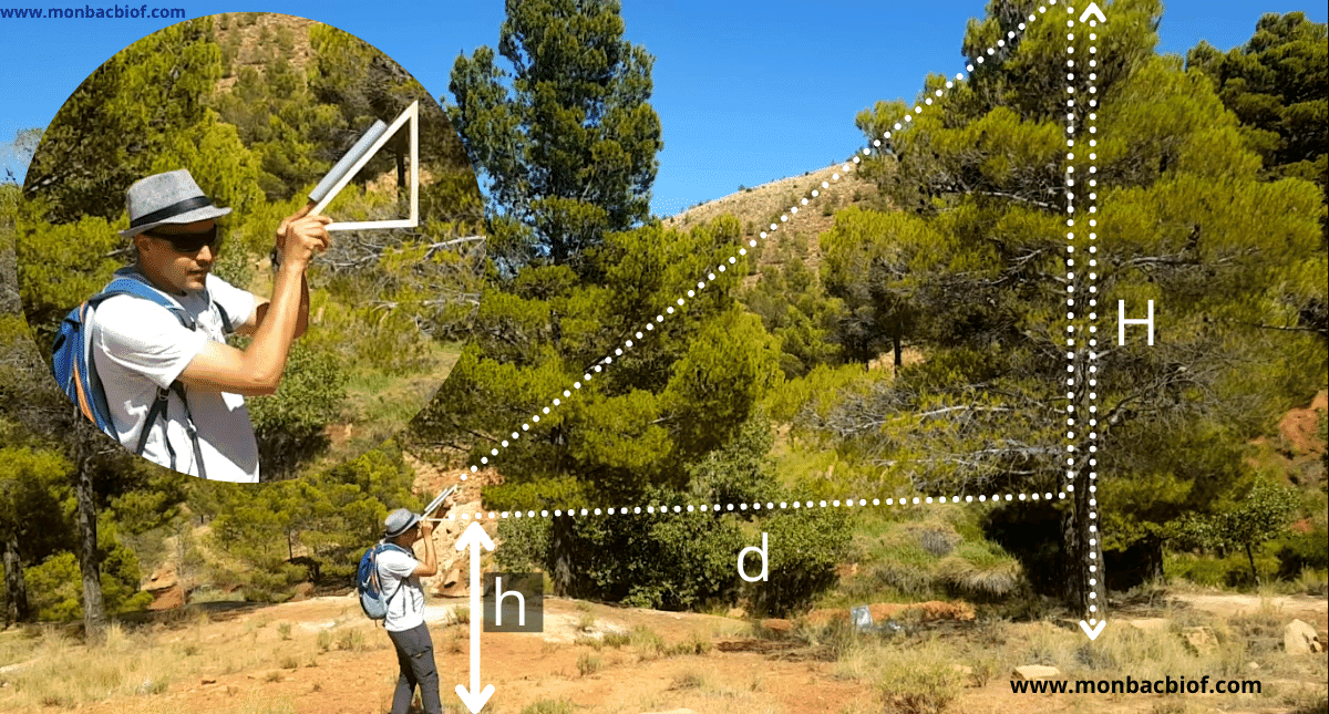 utilisation du dendromètre pour mesurer la hauteur d'un arbre