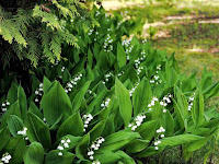 Lilies Valley Convallaria garden сад tree дерево plant цветок flower растение grow выращивание vegetable огород многолетние fruit seeds grass семена berry growing landscaping трава planting gardening perennial посадка cultivation shrub фрукт ягода куст озеленение многолетник овощеводство cадоводство