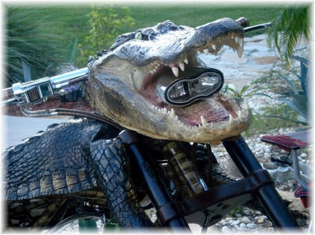 aligator bike