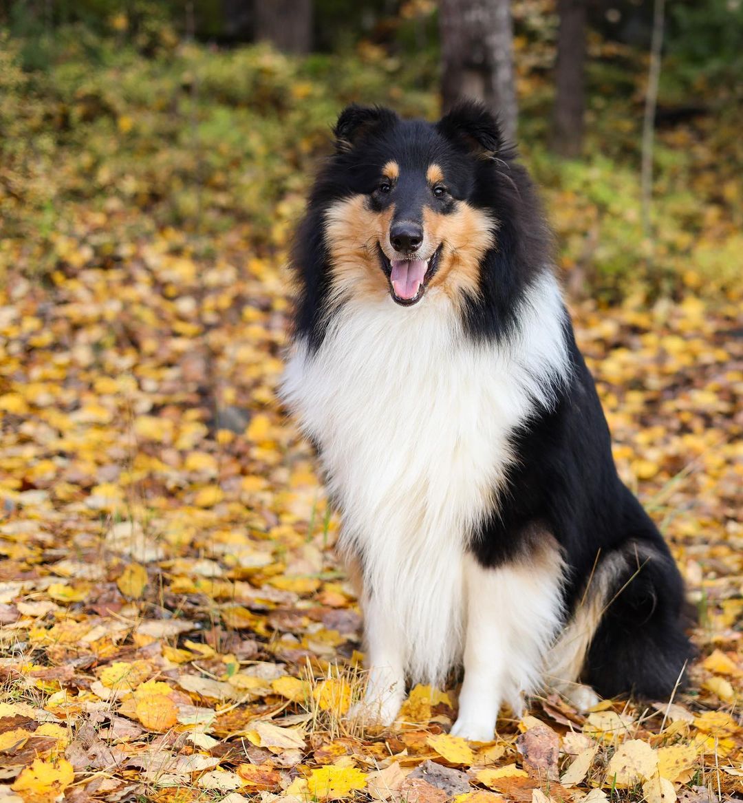 Loki, the Rough Collie