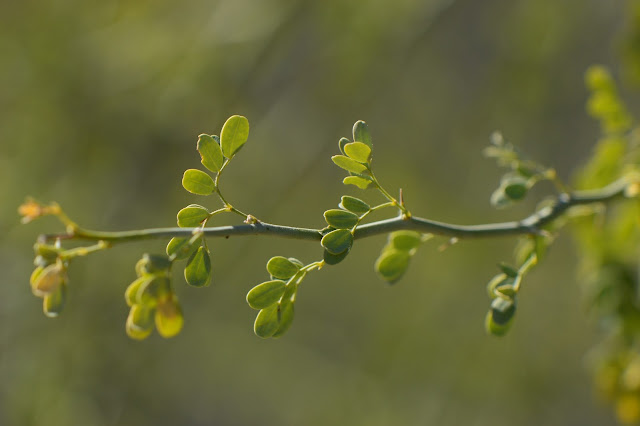 Parkinsonia florida, palo verde, blue palo verde, desert tree, wild tree, sonoran desert, small sunny garden