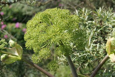 Grote Engelwortel - Grutte Ingelwoartel - Angelica archangelica