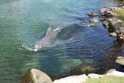 http://hawaiibridalweddings.blogspot.com/2013/10/kahala-dolphins.html