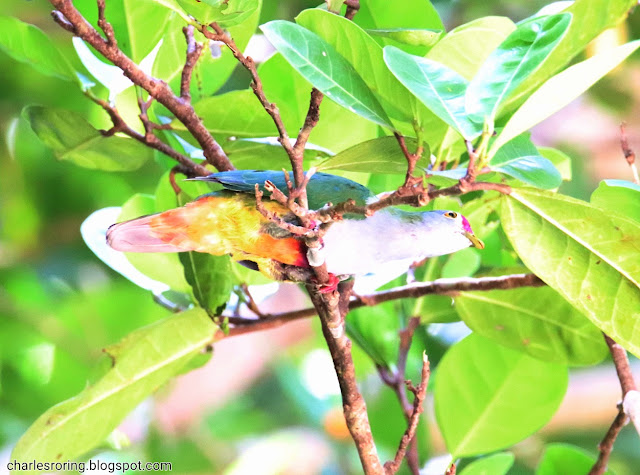 Birding in Raja Ampat