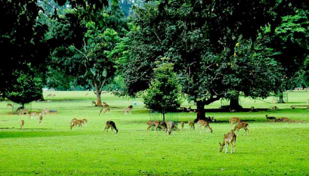 kebun raya bogor