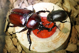 small beetle (female)