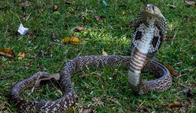 10 ULAR BERBISA PALING MEMATIKAN DI INDONESIA