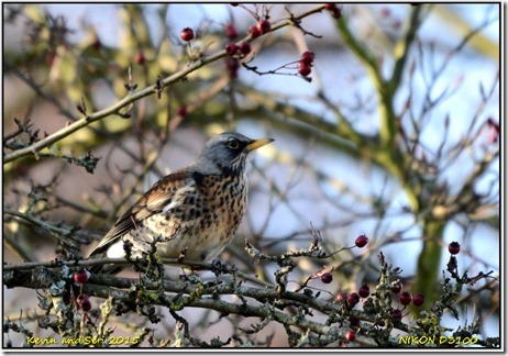 Bradgate Park - December