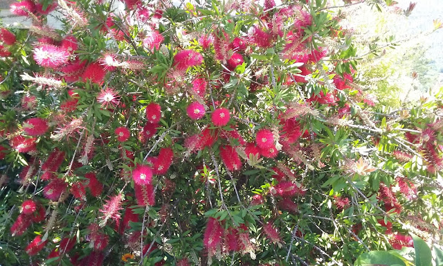 red fluffy flowers