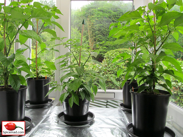 Chilli Plants in the Porch - 1st July 2021