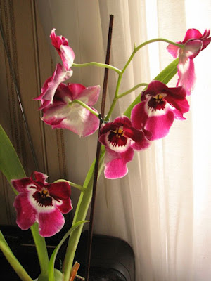 Miltoniopsis Augres "Trinity" orchid hybrid care and culture