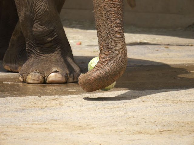 多摩動物公園 アジアゾウ